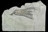 Crinoid (Scytalocrinus) Fossil - Crawfordsville, Indiana #130163-1